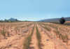 Rooibos: good production management key to higher yields