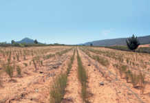 Rooibos: good production management key to higher yields
