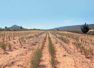 Rooibos: good production management key to higher yields