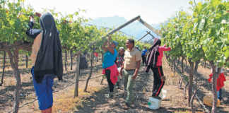 Table grapes: how to speed up production in new vines