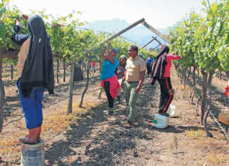 Table grapes: how to speed up production in new vines