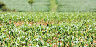 Zimbabwe’s maize crops under threat