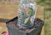 Cutting propagation made easy! Cutting propagation made easy!