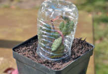 Cutting propagation made easy!