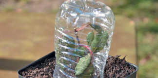 Cutting propagation made easy!