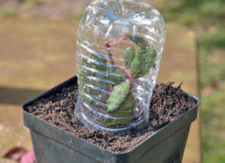 Cutting propagation made easy!