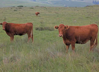 Malabo Report stresses need to manage climate change