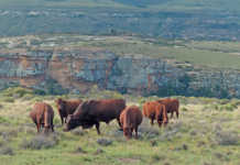 Better veld management a boon for livestock farmers Better veld management a boon for livestock farmers