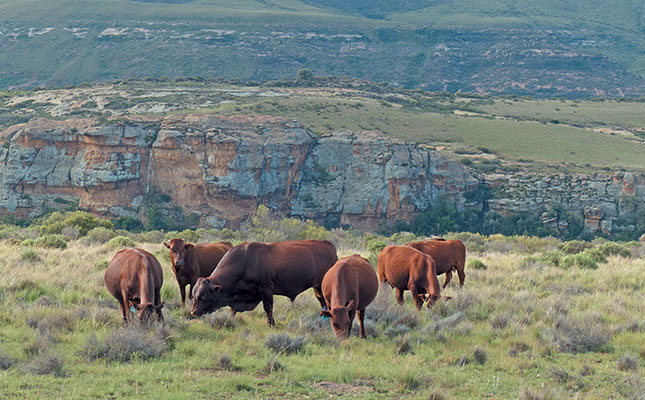 Better veld management a boon for livestock farmers Better veld management a boon for livestock farmers
