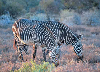 Mountain Zebra National Park, Eastern Cape