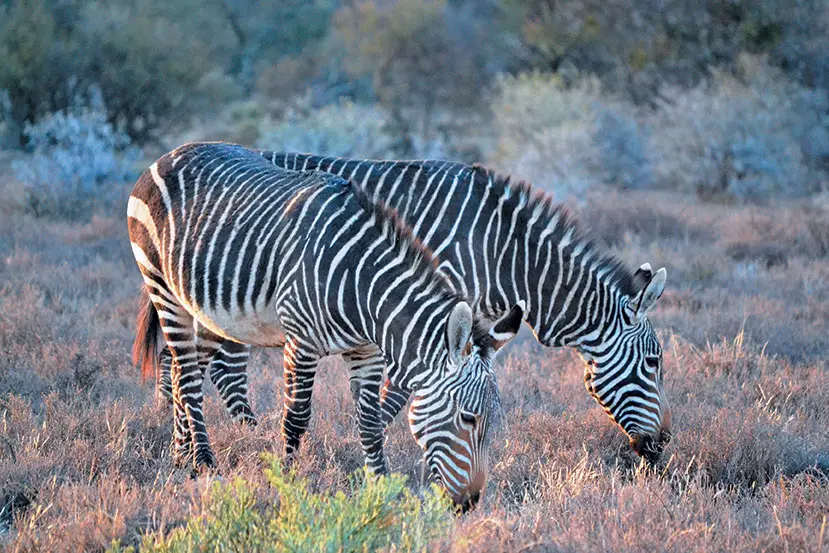 Mountain Zebra National Park, Eastern Cape