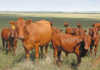 Cows-in-Veld