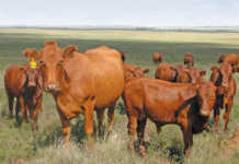 Cows-in-Veld