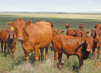 Cows-in-Veld