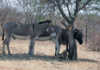 Donkeys put out of their misery in Zimbabwe