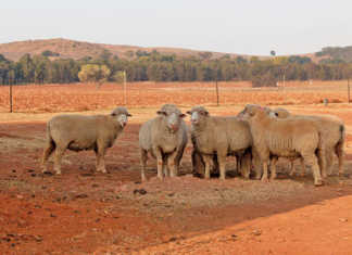 Understanding the basics of livestock farming