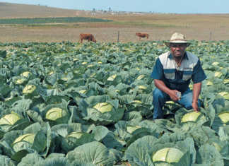 From a tiny plot to a thriving commercial farm