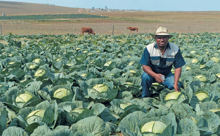 From a tiny plot to a thriving commercial farm From a tiny plot to a thriving commercial farm