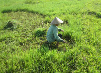 Climate change is creating a migrant crisis in Vietnam Climate change is creating a migrant crisis in Vietnam