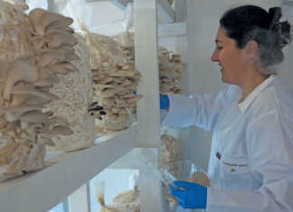 Oyster mushroom farming: an affordable start-up