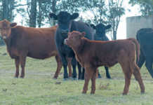 Imported genetics: a winning strategy for top Angus breeder