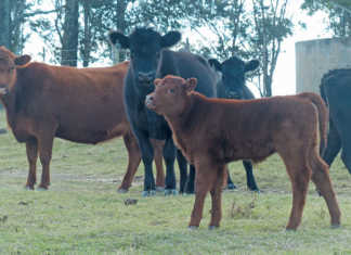 Imported genetics: a winning strategy for top Angus breeder