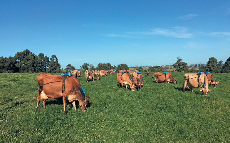 Correct feeding can slash dairy cows’ methane emissions by 30%