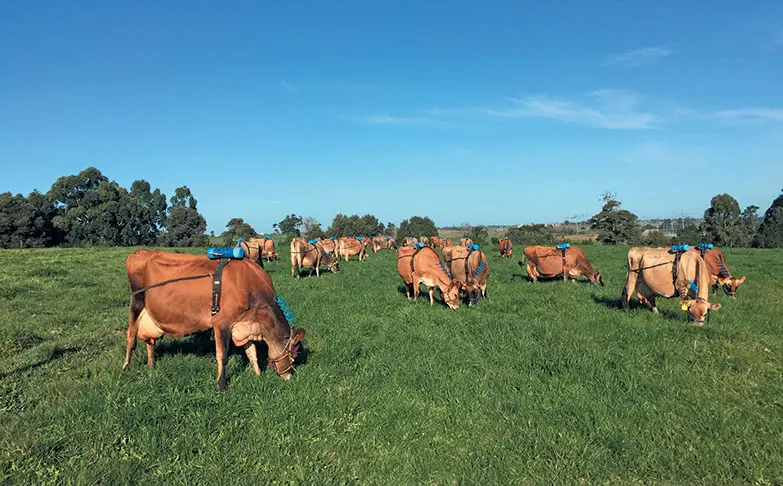 Correct feeding can slash dairy cows’ methane emissions by 30%