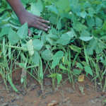 Producing pulses: the benefits do outweigh the costs