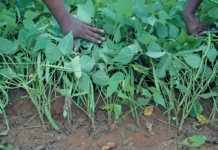 Producing pulses: the benefits do outweigh the costs