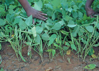 Producing pulses: the benefits do outweigh the costs