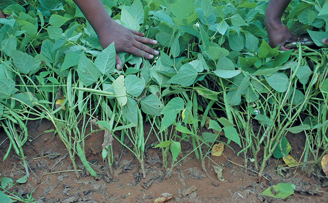 Producing pulses: the benefits do outweigh the costs Producing pulses: the benefits do outweigh the costs