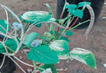 Bacterial blight of cowpeas