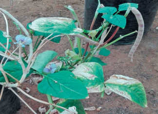 Bacterial blight of cowpeas