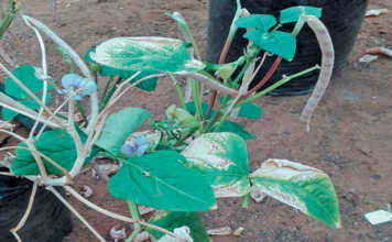 Bacterial blight of cowpeas