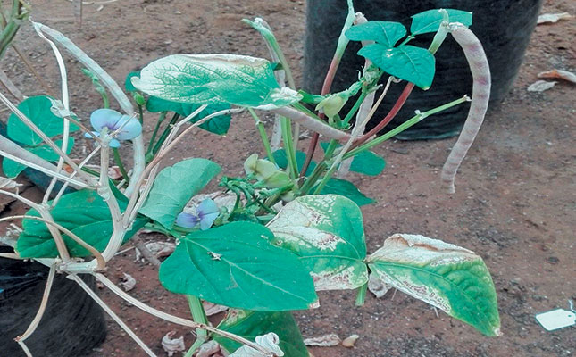 Bacterial blight of cowpeas Bacterial blight of cowpeas