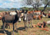 Donkey farming: opportunity or threat? Donkey farming: opportunity or threat?