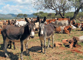 Donkey farming: opportunity or threat?