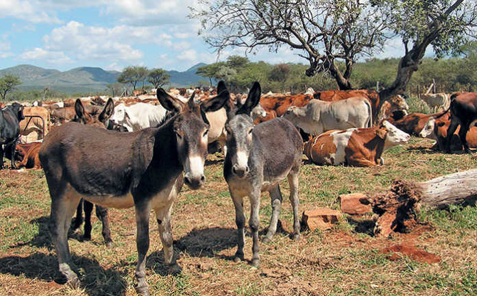 Donkey farming: opportunity or threat?