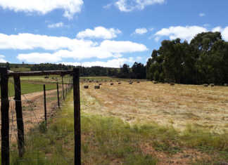 #SONA2018 predictions from agri leaders