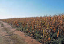 Reduced summer grain planting ‘not a surprise’ Reduced summer grain planting ‘not a surprise’