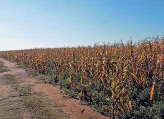 Reduced summer grain planting ‘not a surprise’