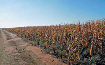 Reduced summer grain planting ‘not a surprise’