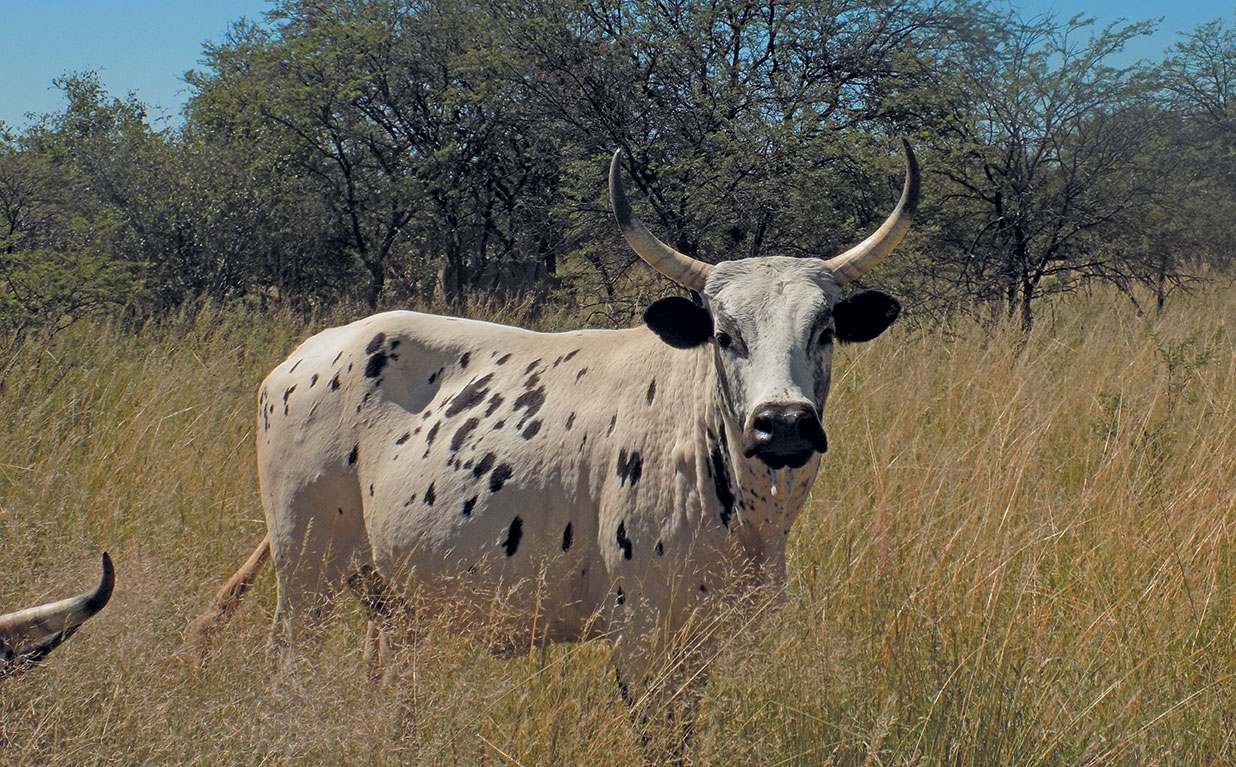 Implementing a holistic grazing management plan