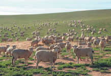 NWGA to offer training courses in Eastern Cape NWGA to offer training courses in Transkei, Ciskei