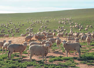 NWGA to offer training courses in Transkei, Ciskei