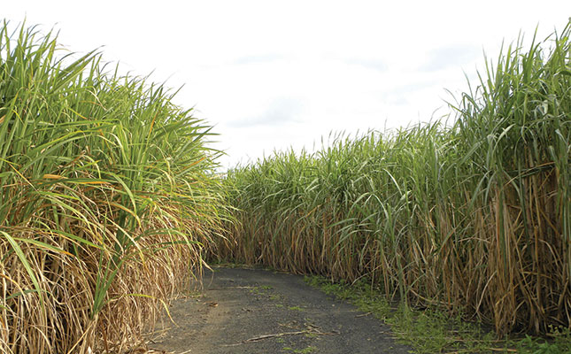 ‘Sin tax’ for sugar will cause job losses – SASA ‘Sin tax’ for sugar will cause job losses – SASA