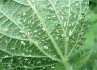 Technology to turn you into a truly smart farmer