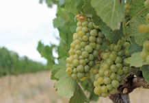 Wine industry disappointed about ‘sin tax’ increase