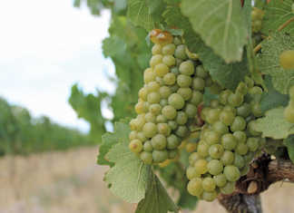 Wine industry disappointed about ‘sin tax’ increase